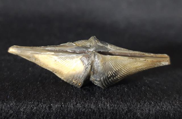 Cyrtospirifer verneuili (MURCHISON 1840) - Bild © FossNet FossilienStore